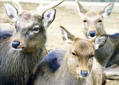 動物図鑑・ホンシュウジカ